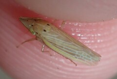 Draeculacephala septemguttata