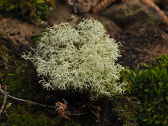 Cladonia portentosa