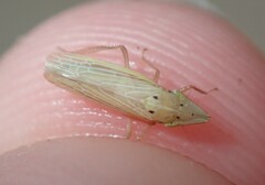 Draeculacephala septemguttata