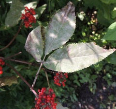 Erysiphe vanbruntiana sambuci-racemosae