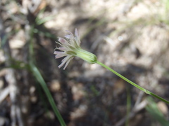 Hieracium carneum