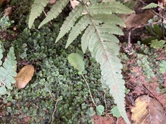 Deparia