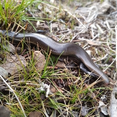 Plestiodon tetragrammus