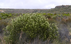 Serruria millefolia