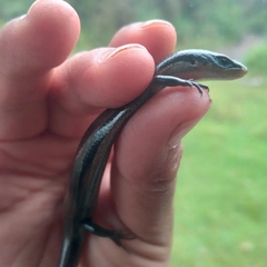 Plestiodon tetragrammus
