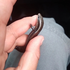 Plestiodon tetragrammus