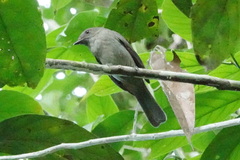 Lipaugus vociferans