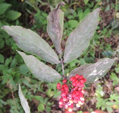 Erysiphe vanbruntiana sambuci-racemosae