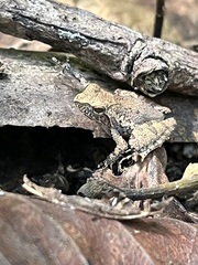Anura