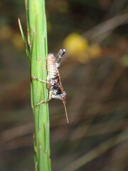 Melanoplus puer