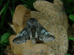 Diloba caeruleocephala