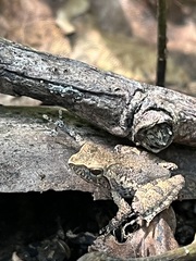 Anura