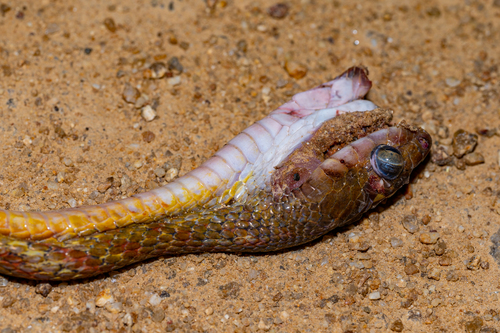 Brown Tree Snake sighting
