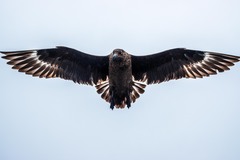 Stercorarius skua