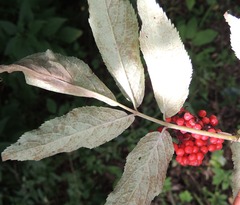 Erysiphe vanbruntiana sambuci-racemosae