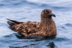 Stercorarius skua