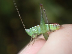 Odontoxiphidium apterum