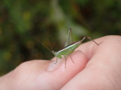 Odontoxiphidium apterum