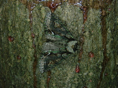 Allophyes oxyacanthae