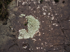 Xanthoparmelia stenophylla