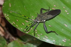 Molchina hopei