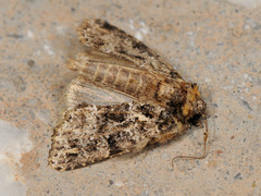 Callopistria latreillei