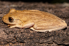Litoria rothii