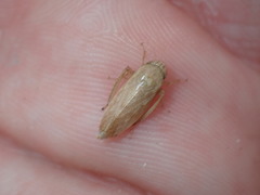Iassinae