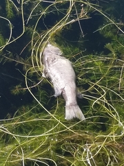 Micropterus
