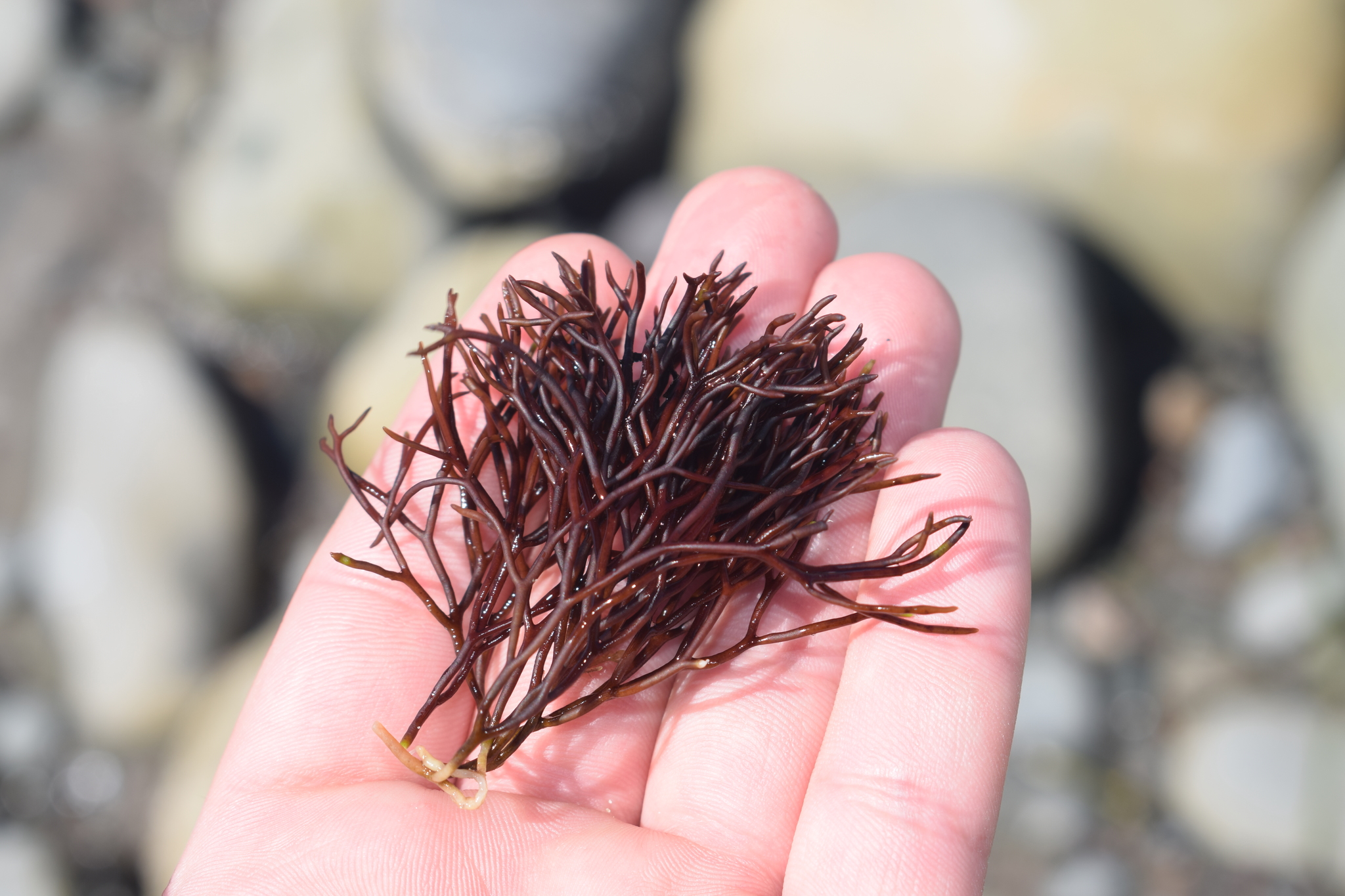 Polyides