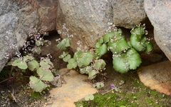 Crassula umbella