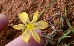 Moraea maximiliani