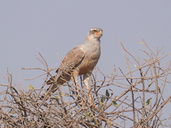 Melierax canorus argentior