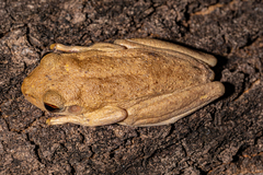 Litoria rothii
