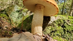 Leccinum aurantiacum
