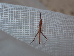 Achurum carinatum