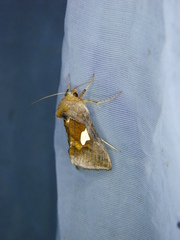 Autographa bractea