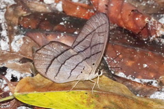 Pierella lamia chalybaea