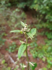 Nabalus serpentarius