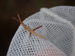 Achurum carinatum