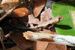 Stenocercus fimbriatus