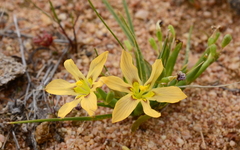 Moraea maximiliani