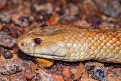 Pseudechis australis