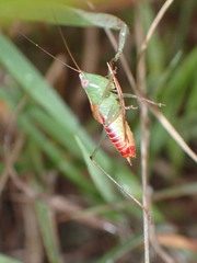 Odontoxiphidium apterum