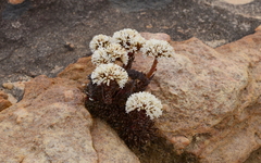Crassula alpestris