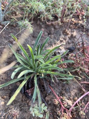 Plantago patagonica