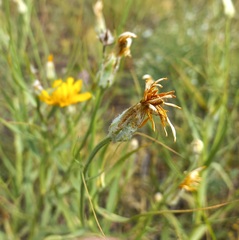 Gelasia ensifolia