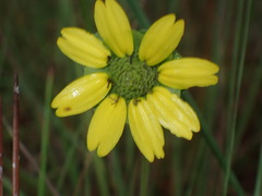 Berlandiera subacaulis