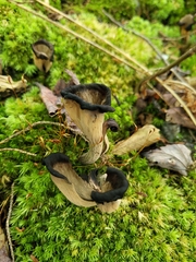 Craterellus fallax