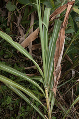 Miscanthus sinensis